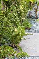 The Great Chelsea Garden Challenge Garden. A path with slate chippings leads past a shady border planted with Ferns. Designer - Sean Murray. Sponsor - Royal Horticultural Society