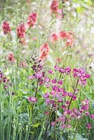 The Cloudy Bay Garden. Astrantia 'Hadspen Blood' with Baptisia australis. Designer - Harry and David Rich. Sponsor - Cloudy Bay and Bord na Mona