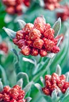 Helichrysum Ruby Cluster, Strawflower. 