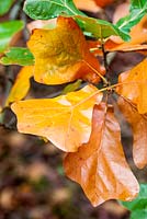 Quercus marilandica - Blackjack oak - October, France