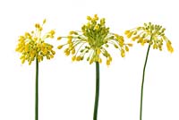 Allium flavum AGM - Yellow flowered garlic, July