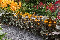 Gravel leading past borders of Alocasia amazonica 'Polly', Aranda 'Singa Gold' and Calathea crocata. The Hidden Beauty of Kranji. RHS Chelsea Flower Show 2015.