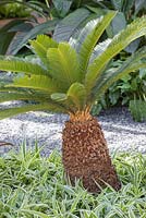 Cycas revoluta underplanted with Chlorophytum comosum 'Ocean'. The Hidden Beauty of Kranji. RHS Chelsea Flower Show, 2015.