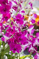 Dendrobium 'Enobi Purple'. The Hidden Beauty of Kranji. 