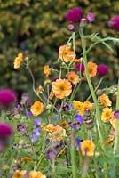 Cirsium rivulare 'Atropurpureum' with Geum 'Marmalade'. The Homebase Garden Urban Retreat. RHS Chelsea Flower Show, 2015.