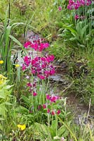 Primula pulverulenta and Ranunculus acris beside a steam. The Laurent-Perrier Chatsworth Garden. RHS Chelsea Flower Show, 2015.