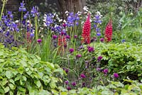 Fagus sylvatica pleached cubes with Cirsium rivulare 'Trevor's Blue Wonder', Lupinus 'Red Rum' and Iris sibirica 'Tropic Night'. The Living Legacy Garden. RHS Chelsea Flower Show, 2015.