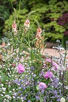 Gypsophila elegans 'Covent Garden' with Lychnis flos-cuculi, Verbascum 'Cotswold Beauty', Nepeta racemosa 'Walker's Low' and Rosa 'Comte de Chambord'. The M and G Garden. RHS Chelsea Flower Show, 2015.