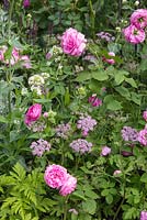 Centranthus album with Chaerophyllum hirsutum 'Roseum' and Rosa 'Comte de Chambord'. The M and G Garden. RHS Chelsea Flower Show, 2015.