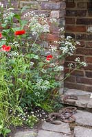 Papaver rhoeas with Anthriscus sylvestris in the border. Rusty horse shoes left on the stone path. The Old Forge. RHS Chelsea Flower Show, 2015.