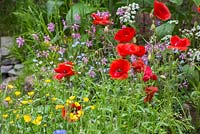 Papaver rhoeas with Ranunculus acris and Lychnis flos-cuculi in the background. The Old Forge. 