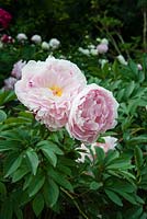 Paeonia Lactiflora 'Reine Hortense', June, Hampshire