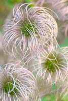 Clematis macropetala 'Lagoon' - Seed Heads