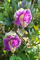 Cobea scandens