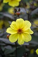 Dahlia 'Hadrian's Sunlight'