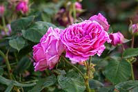 Rosa Madame Isaac Pereire - Scented rose
