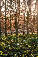 A drift of Winter Aconites, Eranthis hyemalis, studded with Snowdrops with a Beech hedge, Fagus sylvatica, as a backdrop.