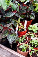 Young plants including Impatiens Begonia 'Glowing Embers' and Cleome growing under cover in a greenhouse