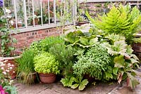 Arrangement of herbs in pots and containers outside brick and metal framed greenhouse on paving - Rosmarinus officinalis - Rosemary, Allium schoenoprasum - Chives, Salvia officinalis - Sage, Rodgersia podophylla and Osmunda regalis - Royal fern 