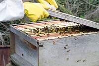 Woman opening a beehive with protective clothing and gloves