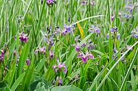 Iris versicolor 'Kermesina' with Acorus calamus 'Variegatus'