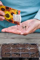Sowing sunflower into modules.
