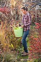 Woman holds plastic trug of perennials Sedum 'Herbstfreude' ready to be planted in bed.