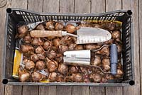 Narcissus - Daffodil bulbs and tools in a crate