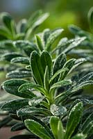 Euphorbia characias - Albanian spurge 