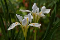 Iris unguicularis 'Alba' synonym stylosa Algerian Iris
