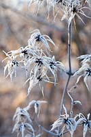 Clematis seedheads in winter frost.