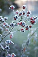 Rose hips coated with frost.