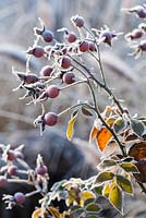 Rose hips coated with frost.