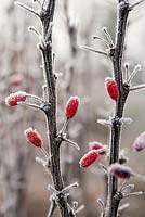 Berberis thunbergii 'Red Pillar'