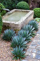 View of water feature in gravel garden with agave and box balls.