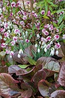 Bergenia 'Bressingham Ruby' with Daphne bholua 'Jacqueline Postill' and Galanthus 'S. Arnott'.