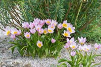 Tulipa bakeri 'Lilac Wonder'