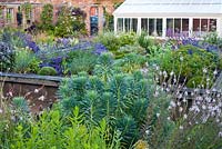 View across raised beds with perennials and herbs at The Coach House. Euphorbia characias subsp. wulfenii, Lavandula 'Hidcote', Linaria 'Canon Went'.