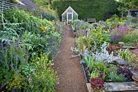 A path leads to a greenhouse through a double border planted with late summer flowering perennials including Linaria purpurea, Echinops 'Blue Globe', cardoon, Allium sphaerocephalon, Salvia, daylily, Sedum, Heuchera, Stachys byzantina. Raised bed with herbs. The Coach House.
