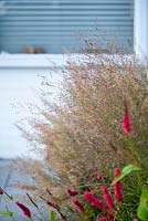 Persicaria amplexicaulis 'Taurus',Panicum virgatum 'Shenandoah'. Van de Voorde garden. Design: Tom de Witte