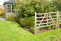 Flowerbed with malus domestica 'Discovery' and perennials, rustic wooden fence, summerhouse and lawn in a country garden. September 