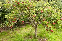 Malus domestica 'Discovery' September