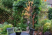 A town garden with seating area, Cerciphyllum japonicum and arch covered with Trachelospermum jasminoides and wisteria.