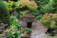 A circular wooden deck with acer in container surrounded by ferns, bergenia and acer trees.