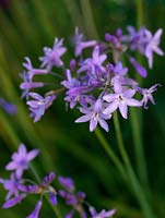 Tulbaghia violacea, a vigorous, clump-forming rhizomatous perennial with narrow leaves and, from midsummer until autumn, large heads of fragrant, lilac flowers.