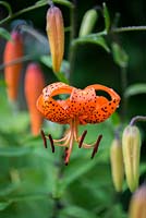 Lilium tigrinum var. splendens, tiger lily, produces tall spikes covered with orange flowers.