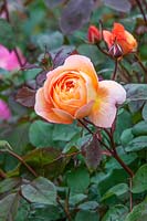 Rosa 'Lady Emma Hamilton' - Scented rose
