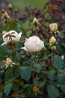 Rosa 'Jude the Obscure' - Scented rose