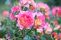 Rosa 'Sheila's Perfume' - Scented rose