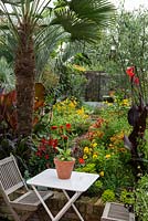 A tropical town garden with seating area surrounded by a hot border planted with coreopsis, canna, rudbeckia and zinnia under a Trachycarpus wagnerianus palm.